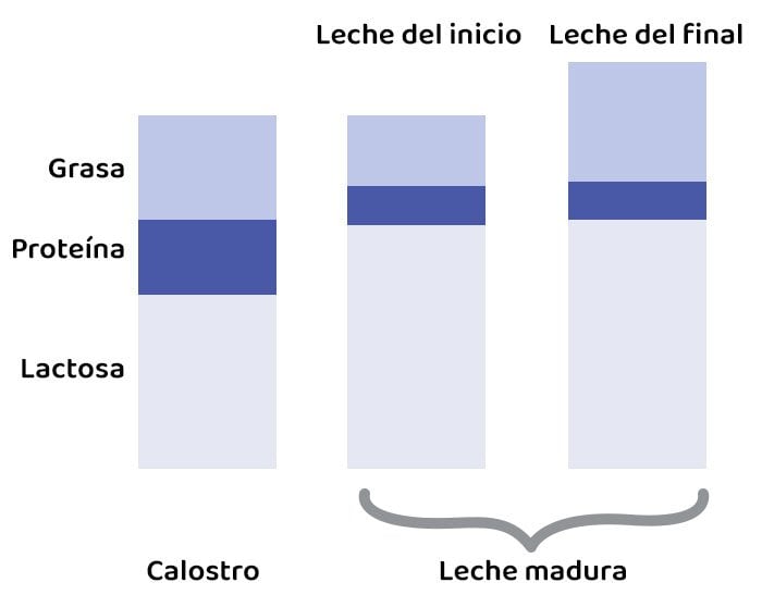 diferencias entre calostro y la leche humana