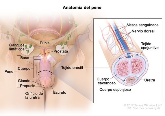 anatomía del pene