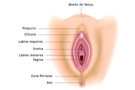 vulva